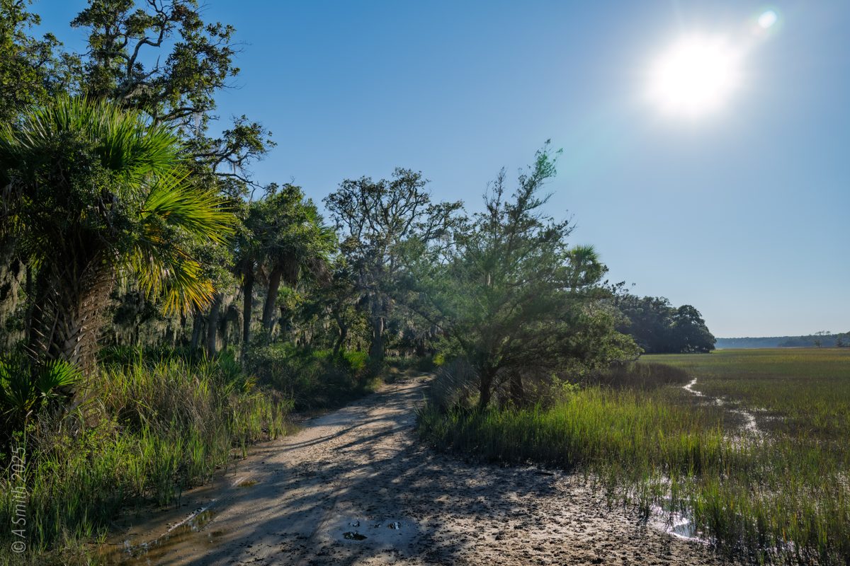 A sunlit dirt road lined with palmettos and oaks, marsh grass on the right, on Pinckney Island
