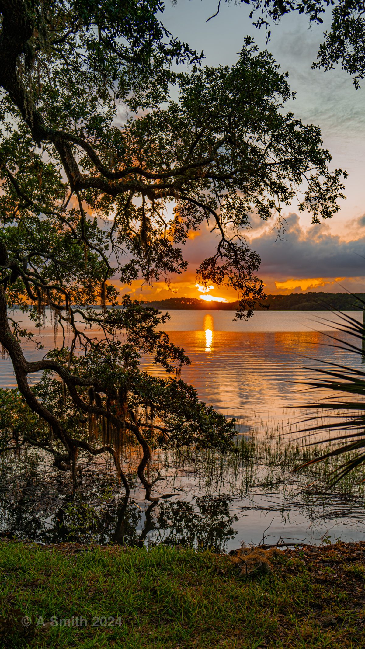 The setting sun seen through live oak branches over the water on Pinckney Island