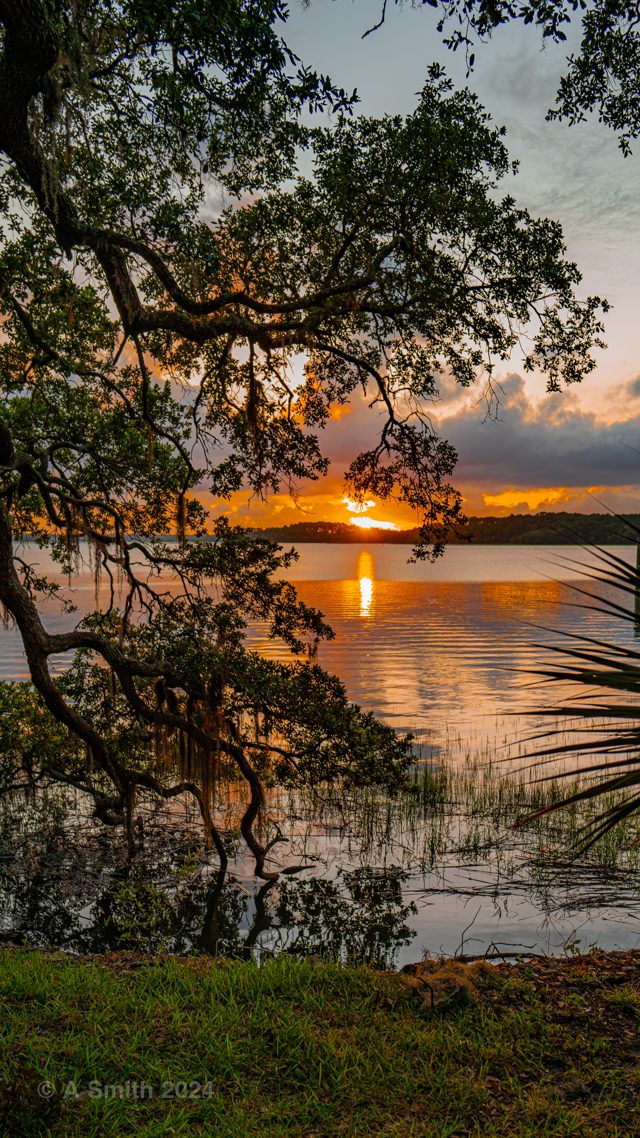 Sunset seen through live oak branches