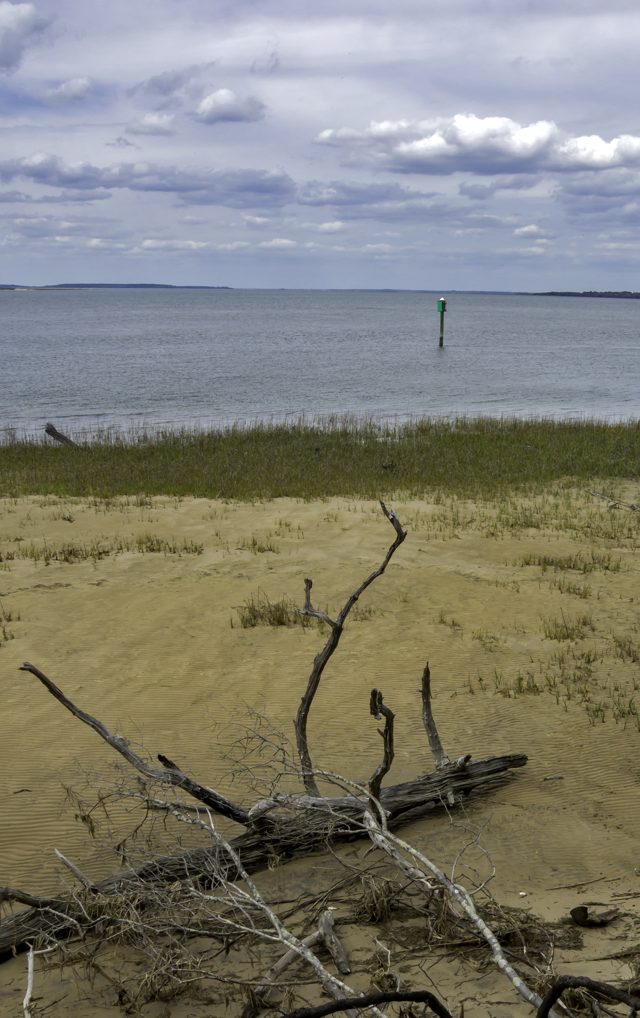 White's Point shore with driftwood
