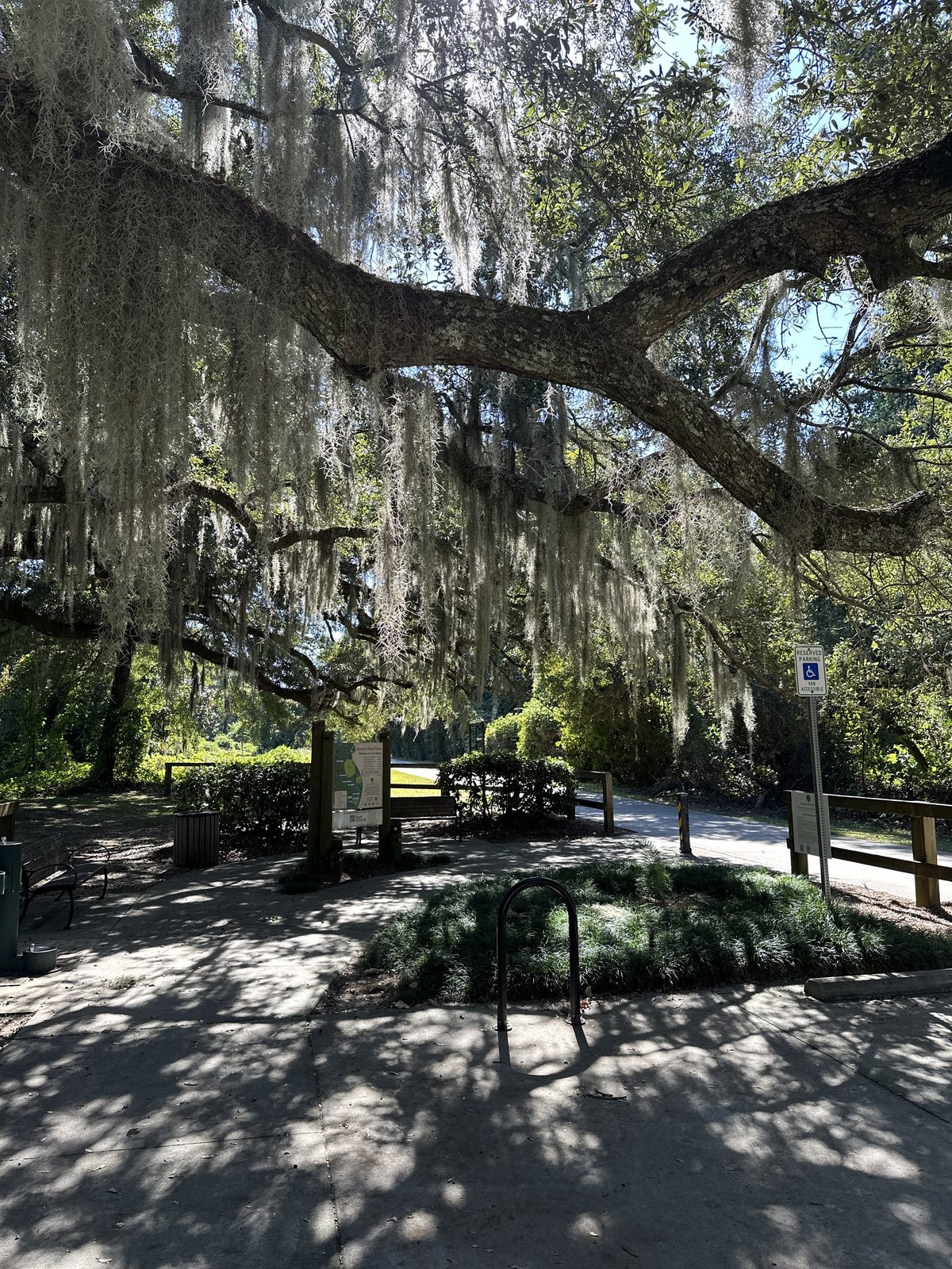 Under the big oak. A picnic clearing drowned in Spanish moss beside the trail.