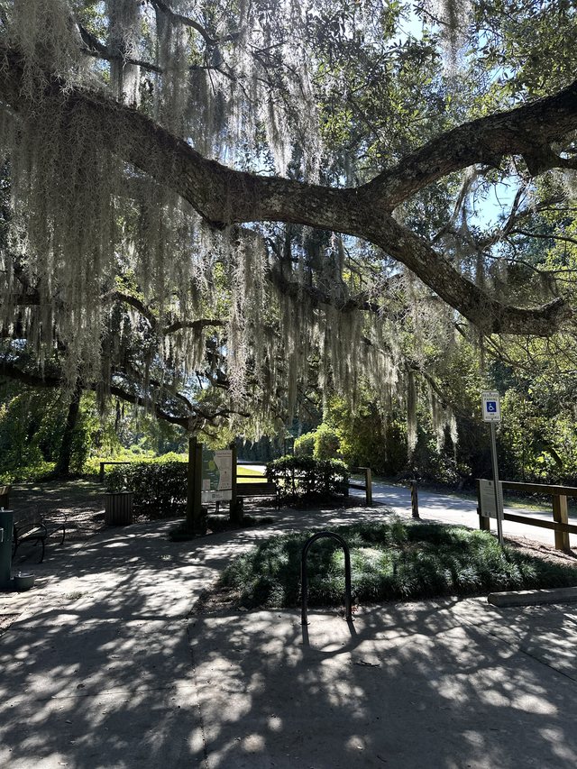 Under the big oak.