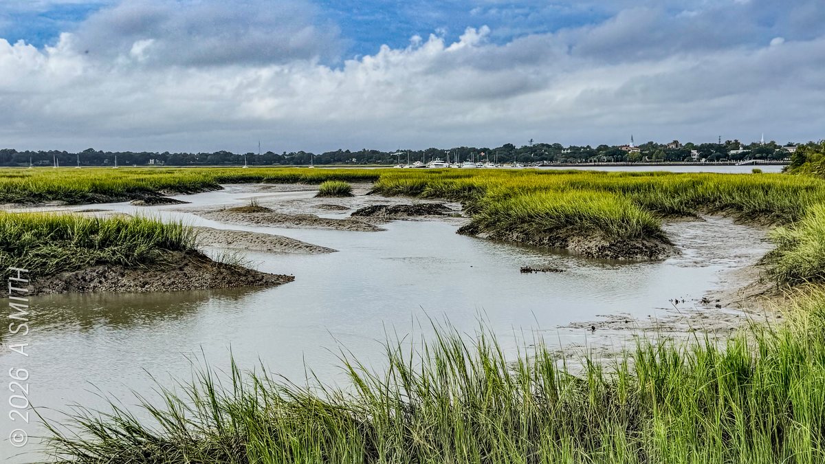 The tidal creek. Marsh channels braiding through the cordgrass at low water.