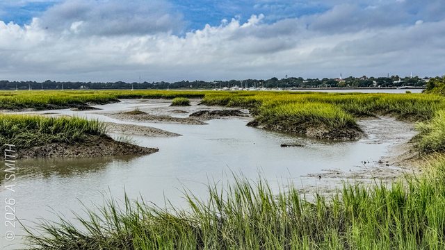 The tidal creek. Marsh channels braiding through the cordgrass at low water.