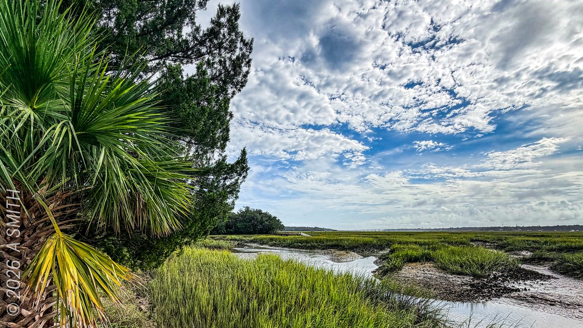 Palm and sky. A palmetto leaning over the creek flats.