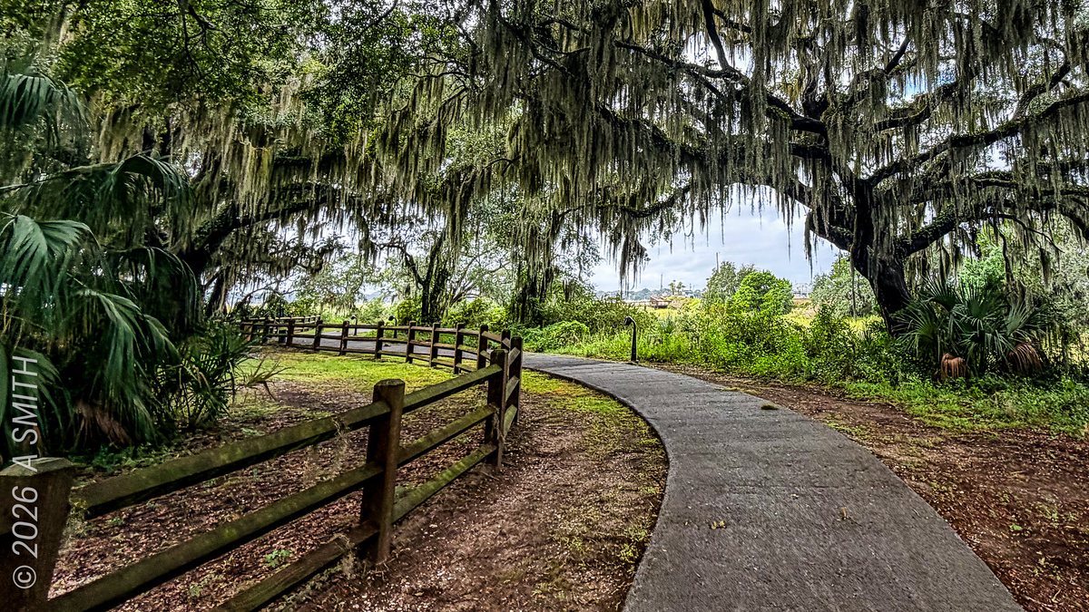 Under the moss. The path curving beneath Whitehall's big live oaks.